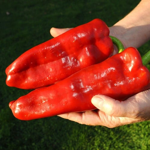 بذور فلفل حلو عضوي ماركوني الإيطالي Marconi Red