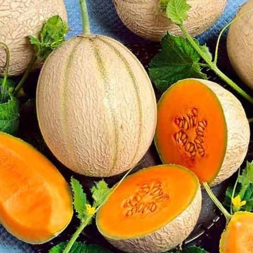 بذور شمام هجين مبكر Emir H