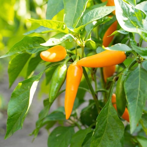 ‎بذور فلفل بلغاري جزر حار – Bulgarian Carrot Hot P...