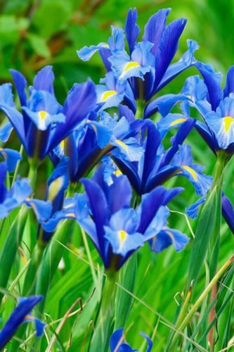 بصيلات زهرة السوسن الهولندية الزرقاء