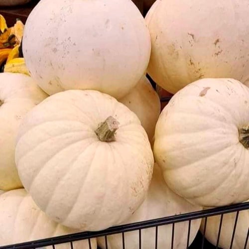 بذور قرع سوري بلدي أبيض موروث