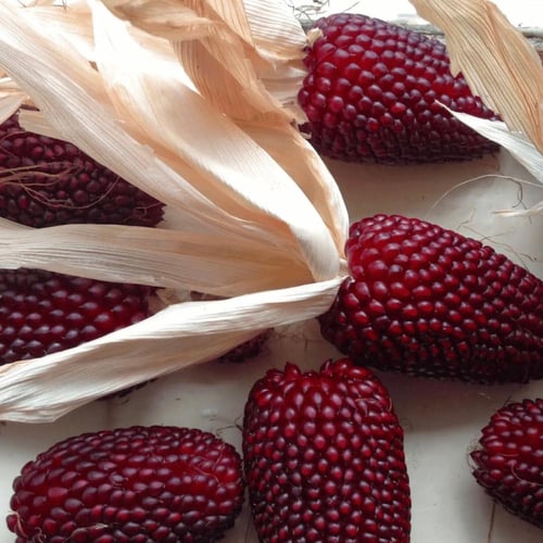 بذور ذرة Popcorn Strawberry موروثة