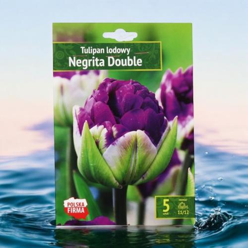 بصيلات توليب Negrita Double