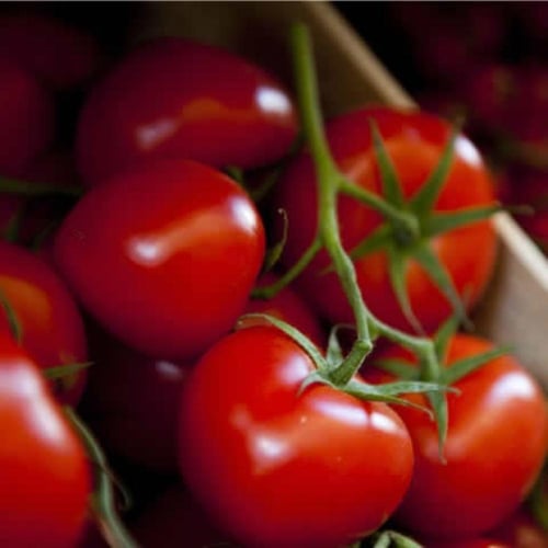 بذور طماطم بيتالوكس