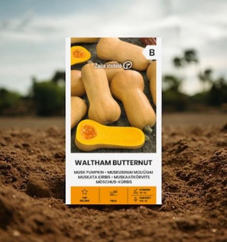 بذور القرع المسكي وولثم