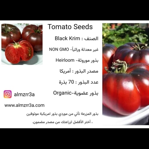 بذور طماطم Black Krim عضوية