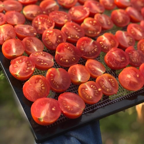 بذور طماطم برينس بورغيز الإيطالية