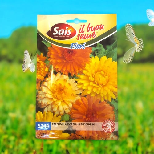 بذور زهرة الآذريون المزدوجة Sais