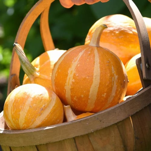 بذور كوسة دائرية Summer Holiday