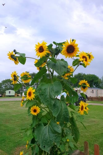 بذور دوار شمس الكيمياء