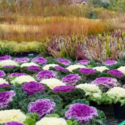 بذور كرنب الزينة Fringed leaves