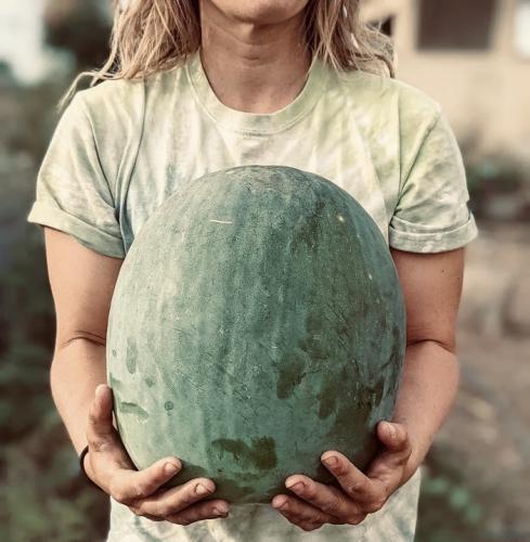 بذور بطيخ كبير الماسة السوداء ( موروثة )