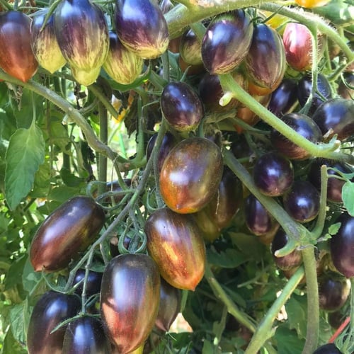 بذور طماطم Brad’s Atomic Grape موروثة