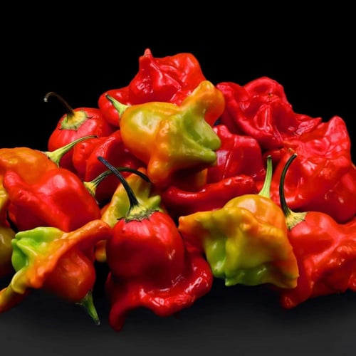 بذور فلفل حار Cambuchi موروث