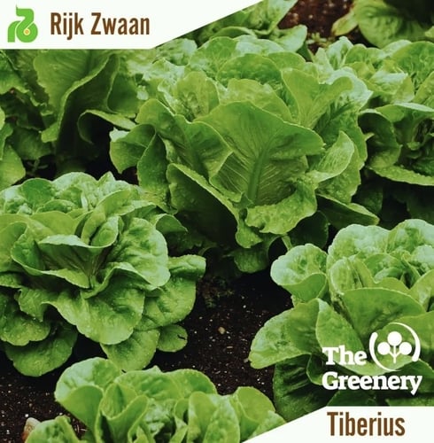 بذور خس تيبيريوس رومين