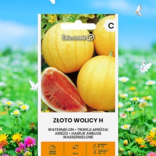 بذور بطيخ زولوتو فوليتسي H الهجين