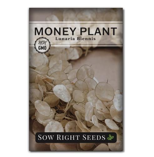 بذور نبات المال ( Money Plant )