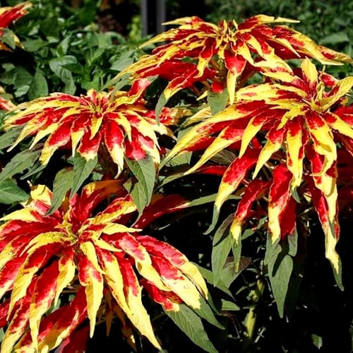 بذور أمارانث ثلاثي الألوان بيرفيكتا