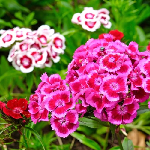 بذور زهور سويت وليام بينوكيو mix