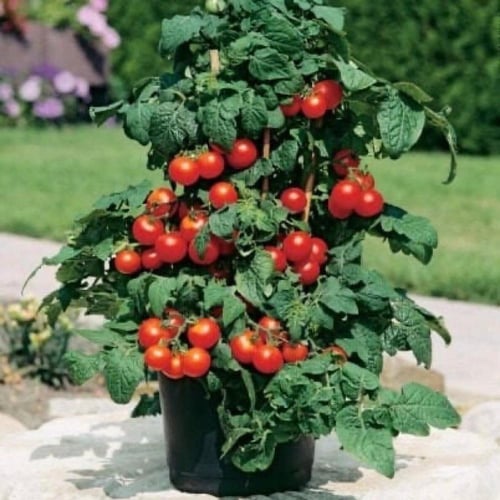 بذور طماطم كرزية قزمية ڤيلما