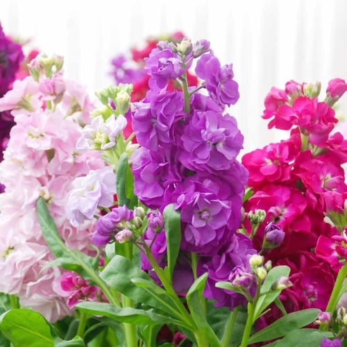 بذور زهرة المنثور العطرية mix