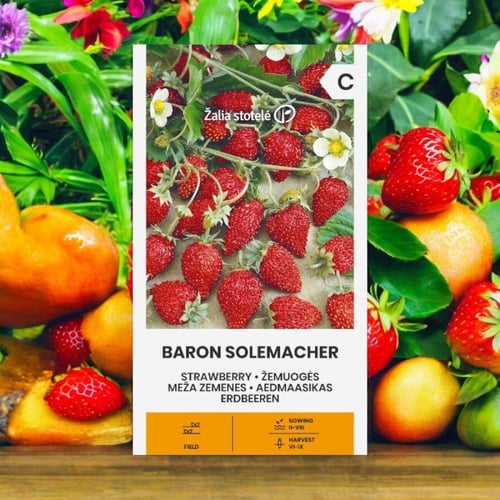 بذور فراولة بارون سولماخر