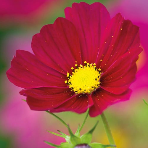 بذور زهرة كوزموس ( إحساس كارمن )