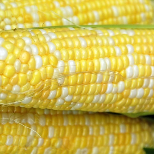 بذور ذرة حلوة Peaches and Cream هجينة