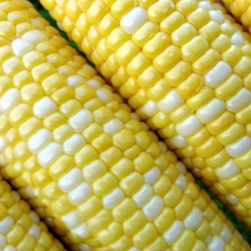 بذور ذرة حلوة Peaches and Cream هجينة