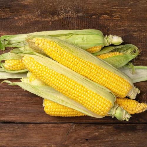 بذور ذرة حلوة Jubilee هجينة