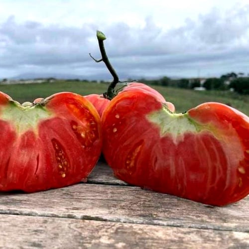 بذور طماطم بانتانو إرث إيطالي