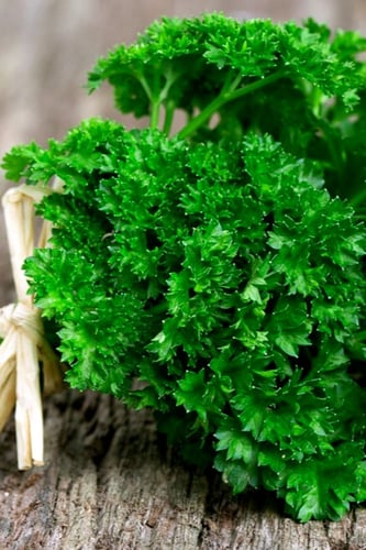 بذور البقدونس المجعد