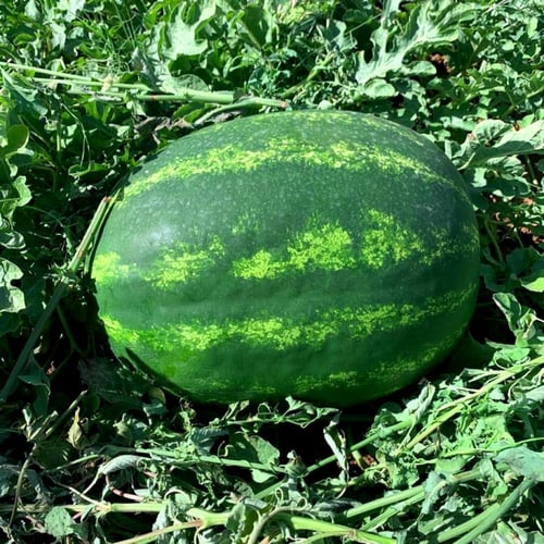 بذور بطيخ كريمسون سويت إيطالية