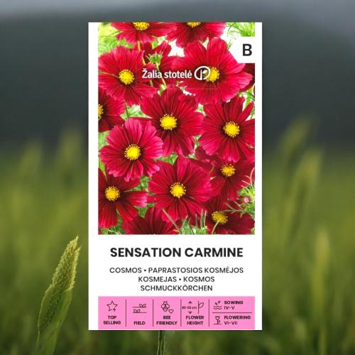 بذور زهرة كوزموس ( إحساس كارمن )