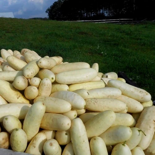 بذور خيار أبيض white wonder