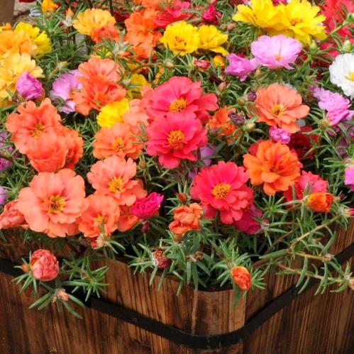 بذور زهرة بورتولاكا دوبيا