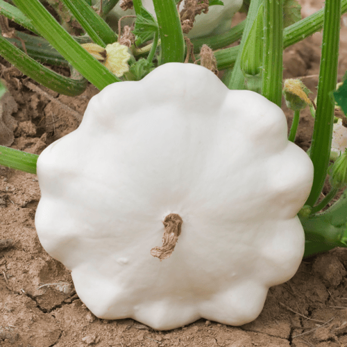 بذور كوسة باتيسون Disco