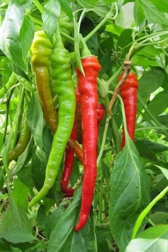 بذور فلفل طويل حلو لومباردو الإيطالي