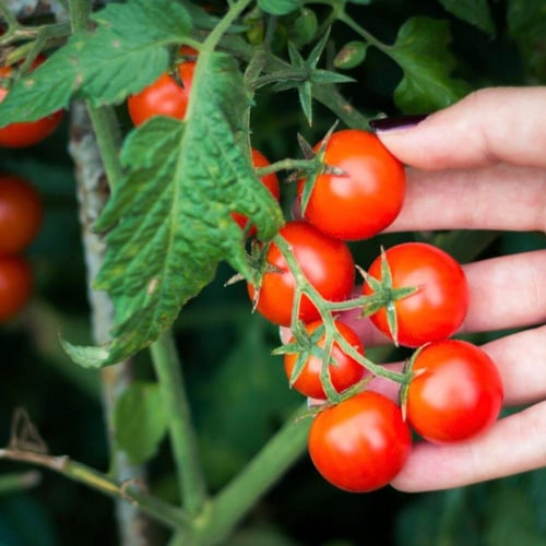 بذور طماطم إسبانية كرزية حمراء