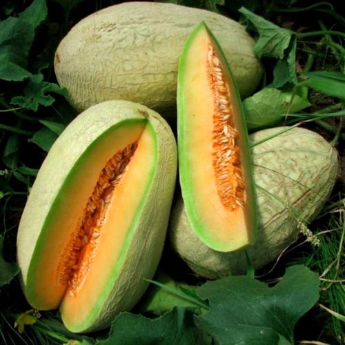 بذور شمام Melba من Fothergill’s