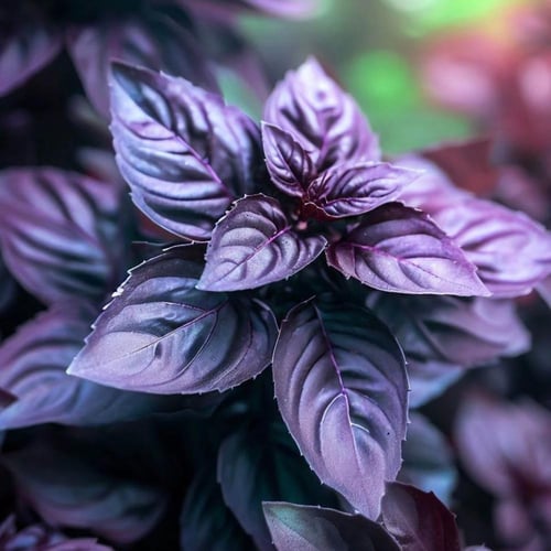 بذور ريحان حلو بنفسجي عضوية dark opal