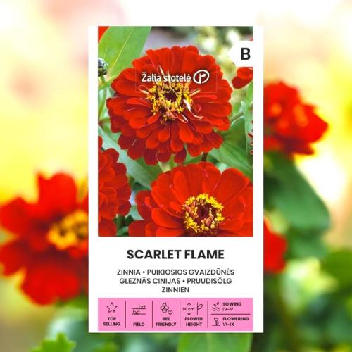 بذور زهرة زينيا سكارلت فليم