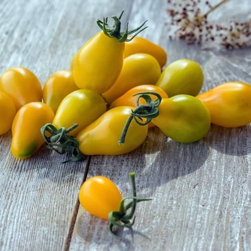 بذور طماطم كرزية ( كمثرية الشكل ) بيرون الصفراء