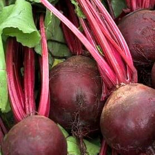 بذور شمندر ديترويت عضوي johnsons