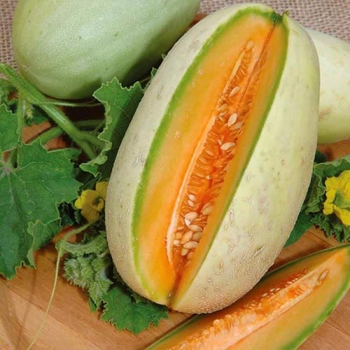 بذور شمام Melba من Fothergill’s