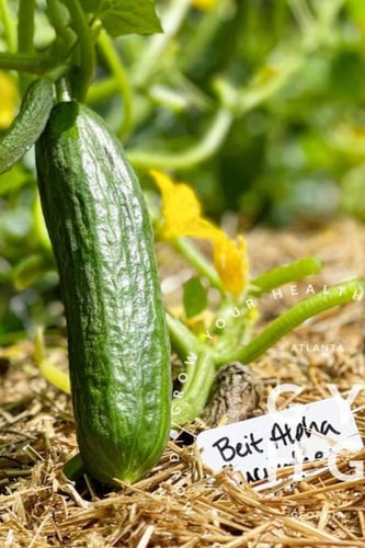 بذور خيار بيث ألفا