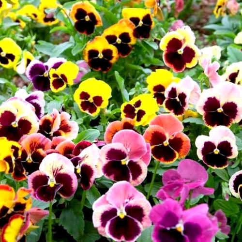 بذور زهرة البانسي (Viola x Wittrockiana) – Laura /...