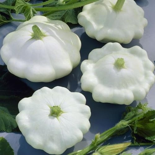 بذور كوسة باتيسون Disco