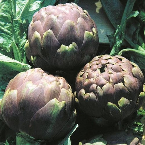 بذور خرشوف رمانسكو