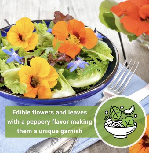 خليط بذور أزهار الكبوسين ألاسكا قابلة للأكل ( أبو...